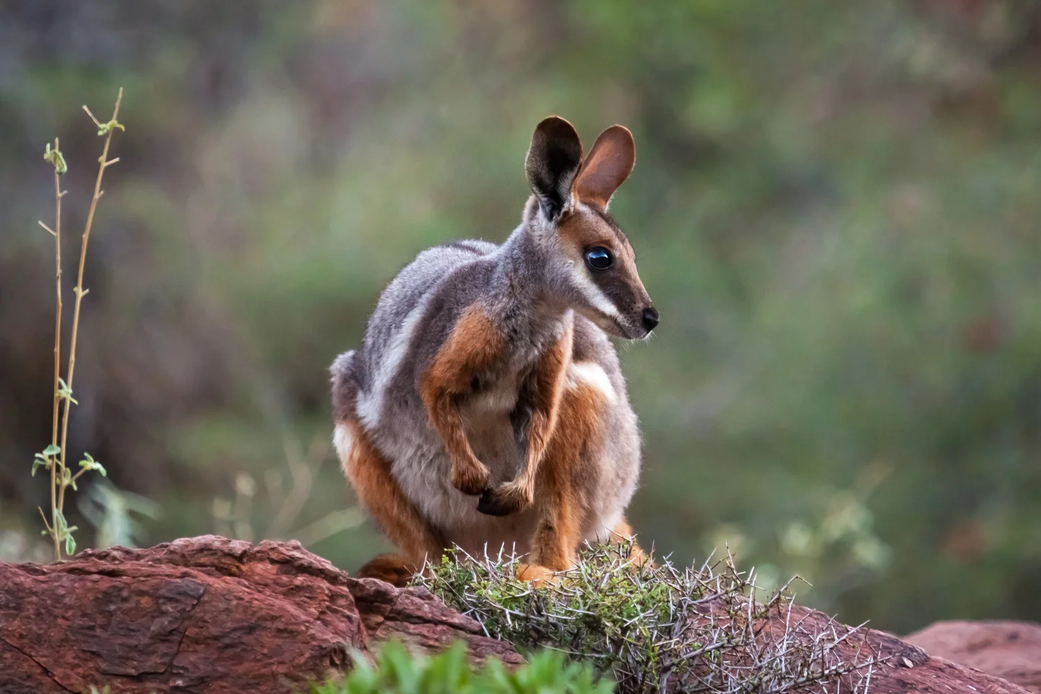 australien - explorers way - arkaroola_copyright_brad leue