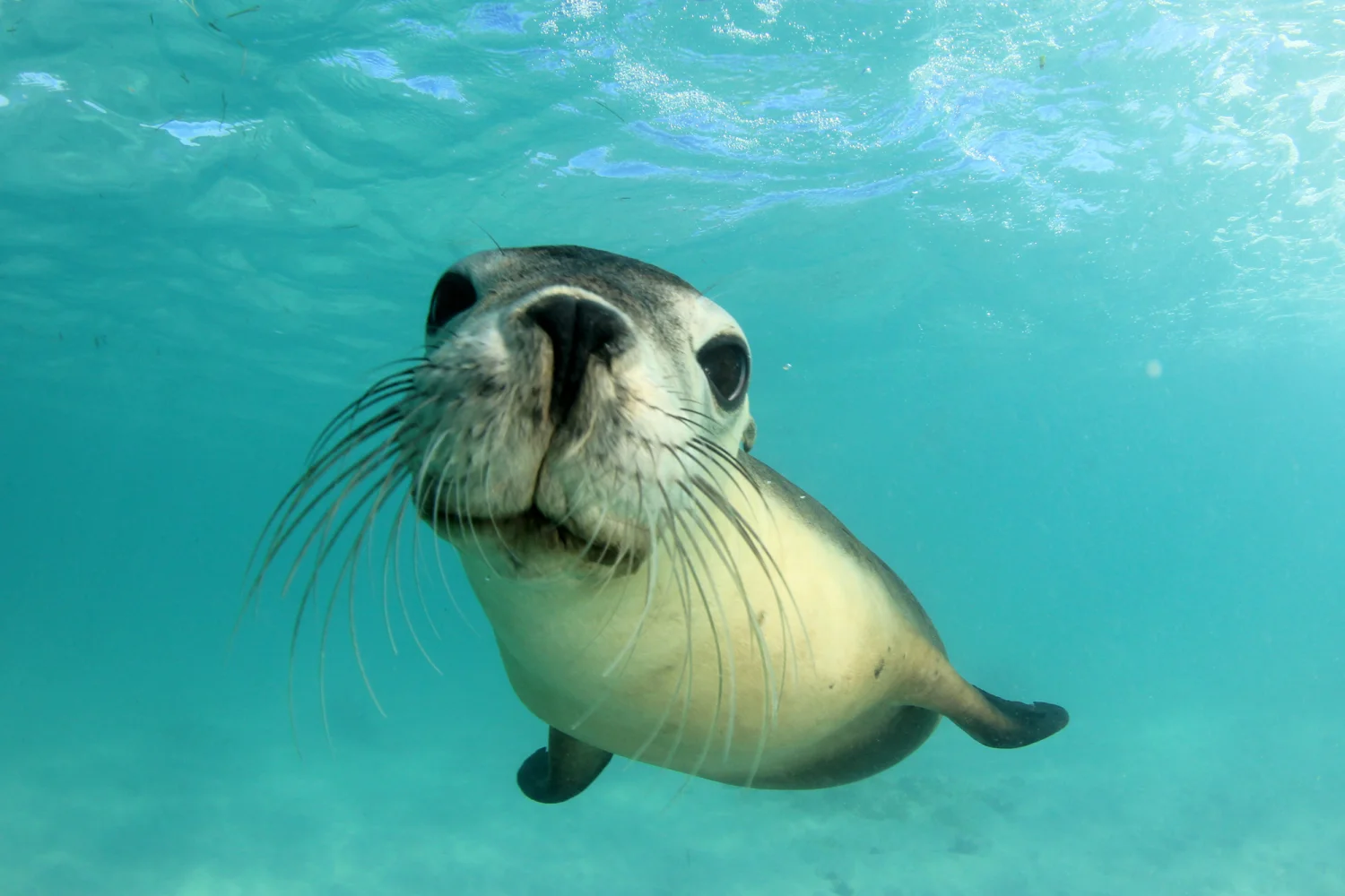 Swimming with Sealions - Gawler Ranges