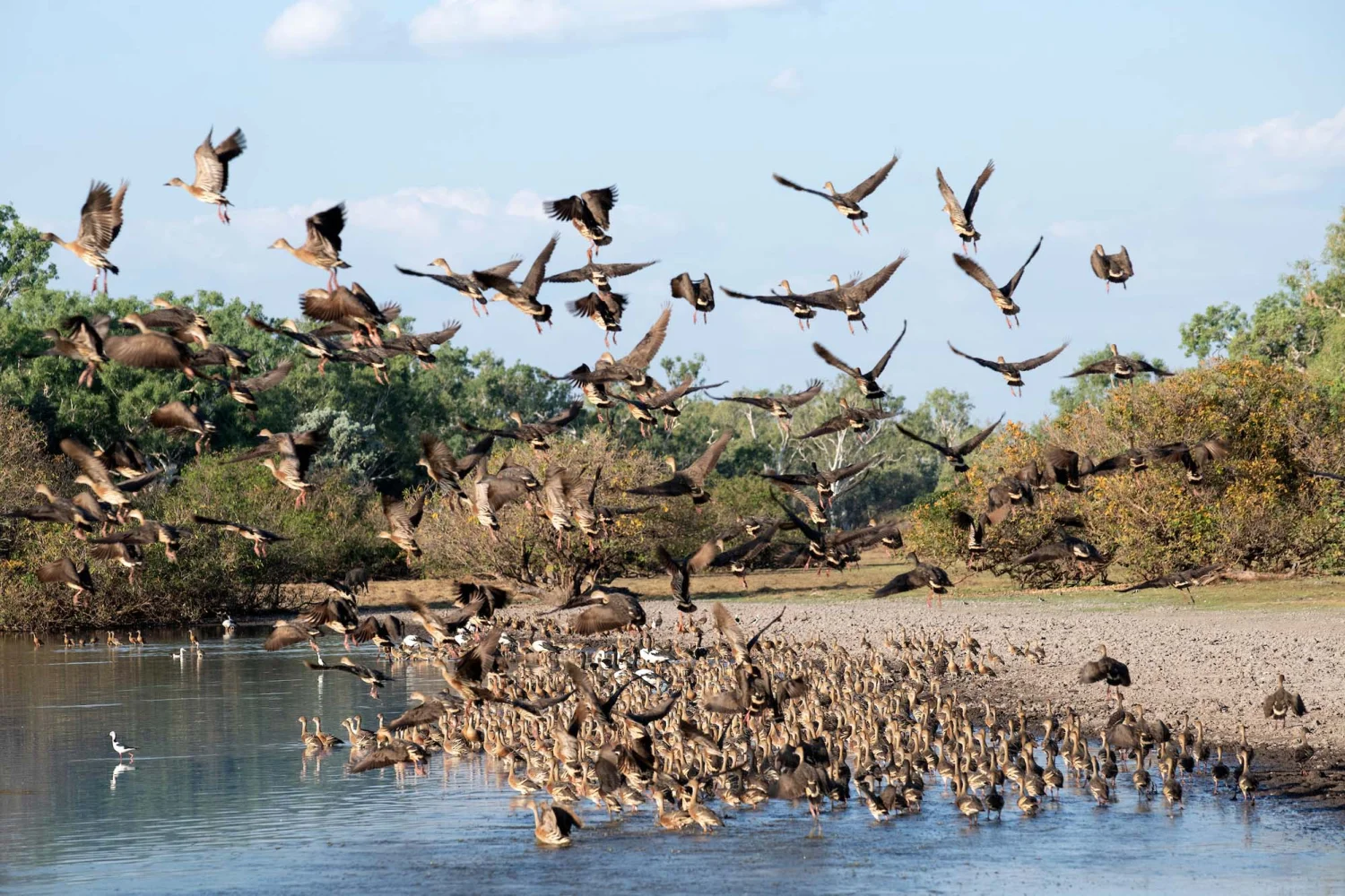 Kimberley Helikopter Safari - Bullo River Station - Wildlife