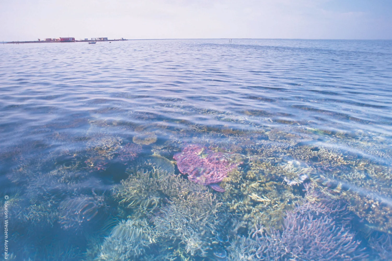 Coral on Houtman Abrolhols Islands off Coral Coast