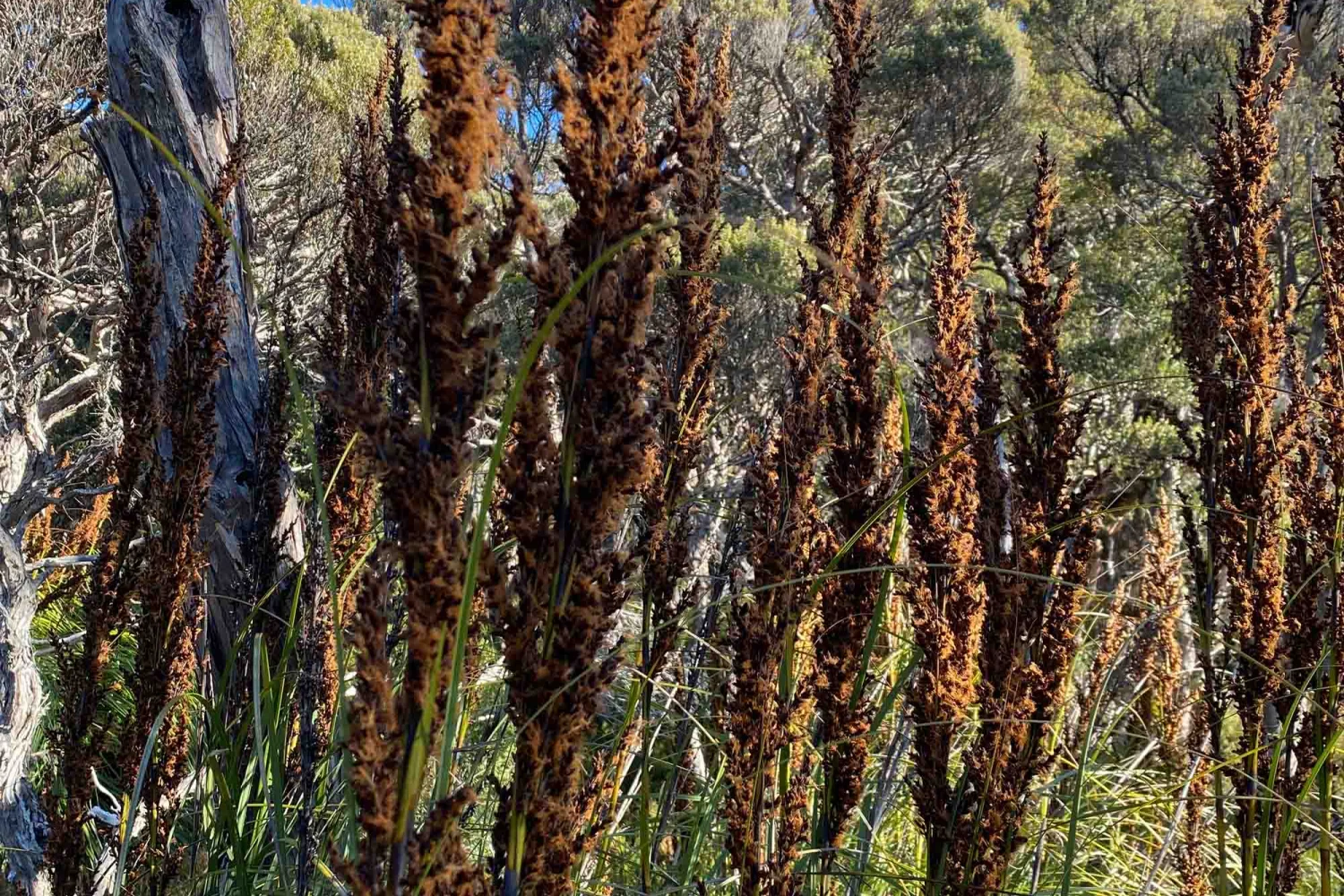 Cradle Mountain Flora