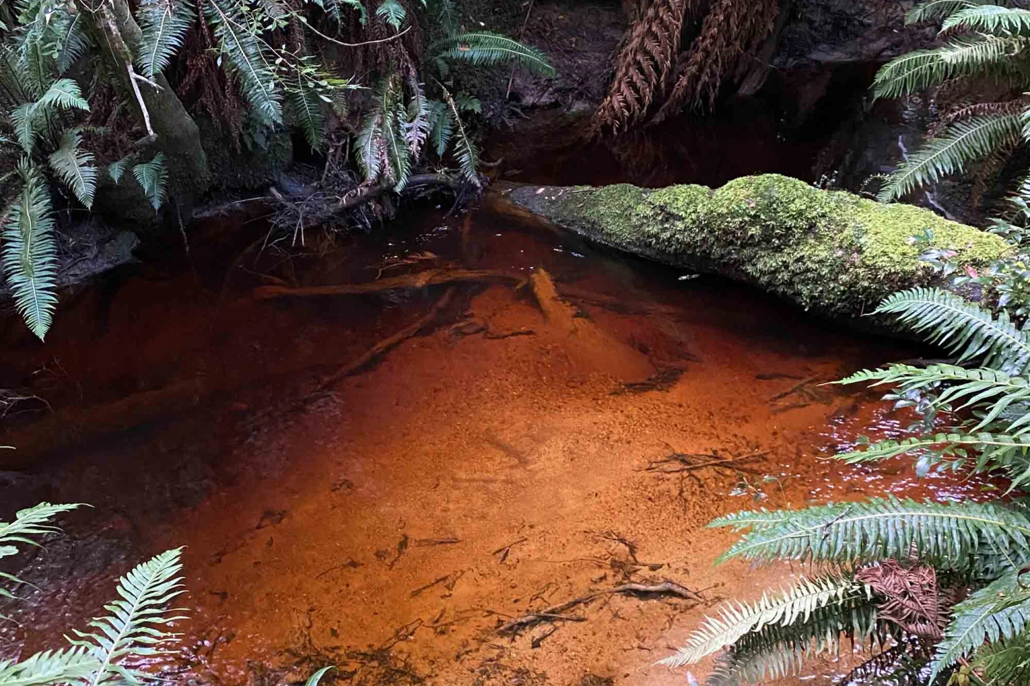 creek on way to Hogarth Falls - Strahan