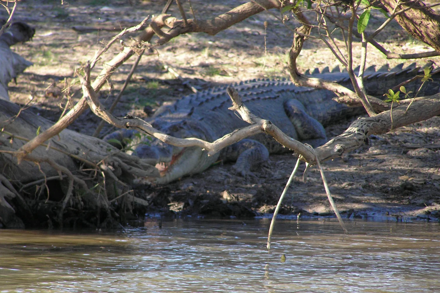 Crocodile ashore Yellow Water Cruise_FM