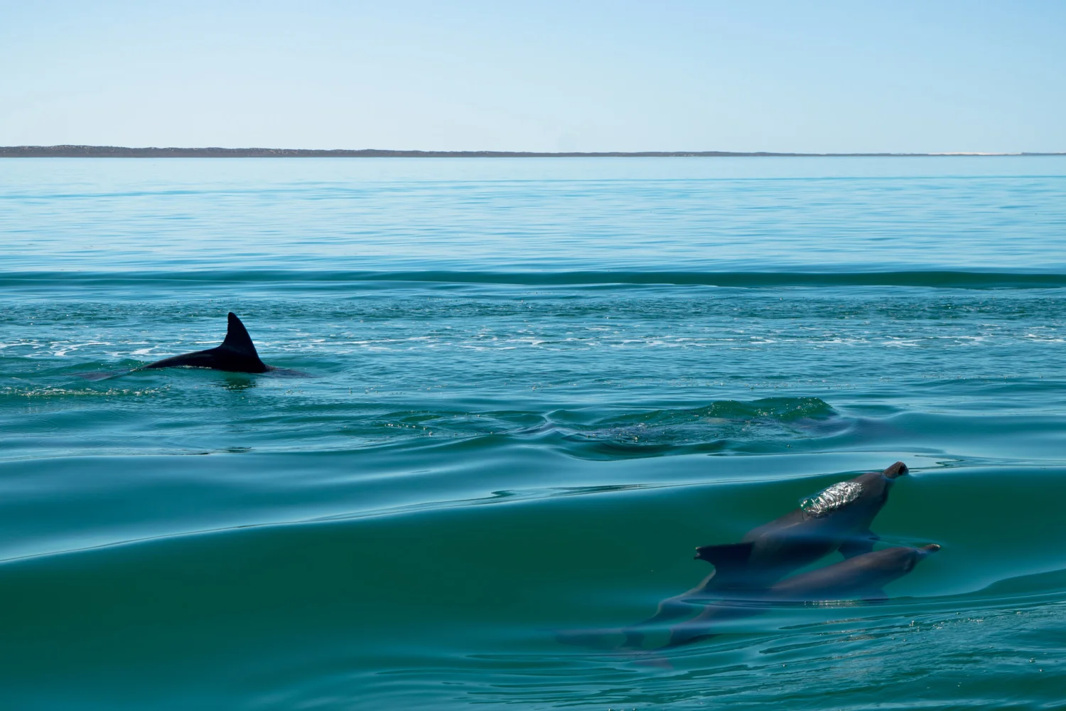 Dirk Hartog Island - Dolphins