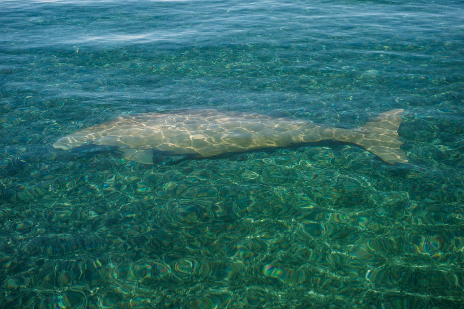 Dirk Hartog Island - Dugong