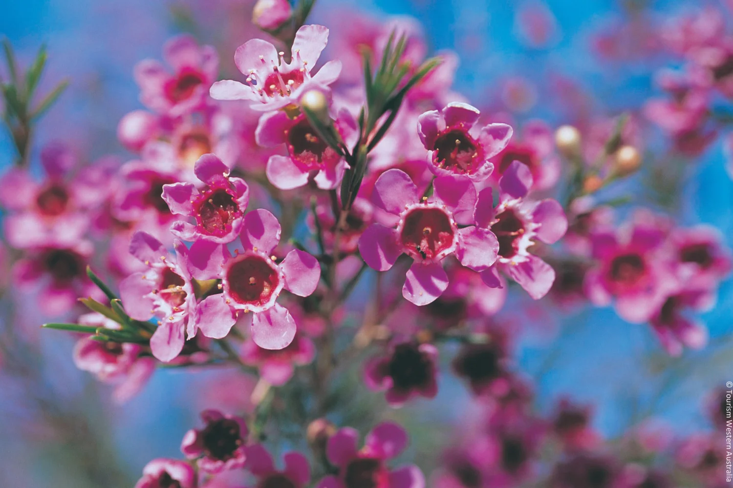 Wildflowers - Geraldton Wax - Coral Coast - WA