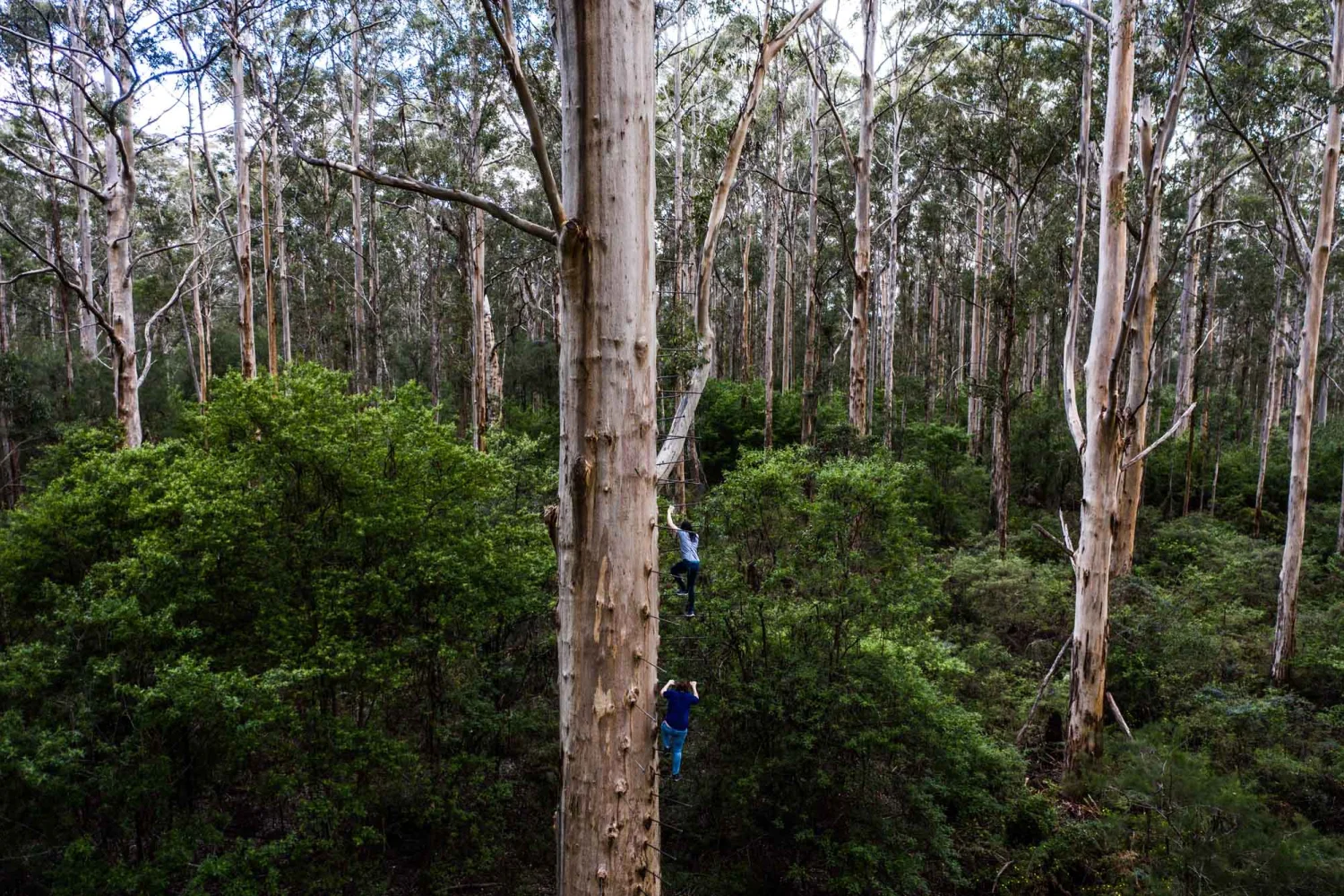 Gloucester Tree near Pemberton