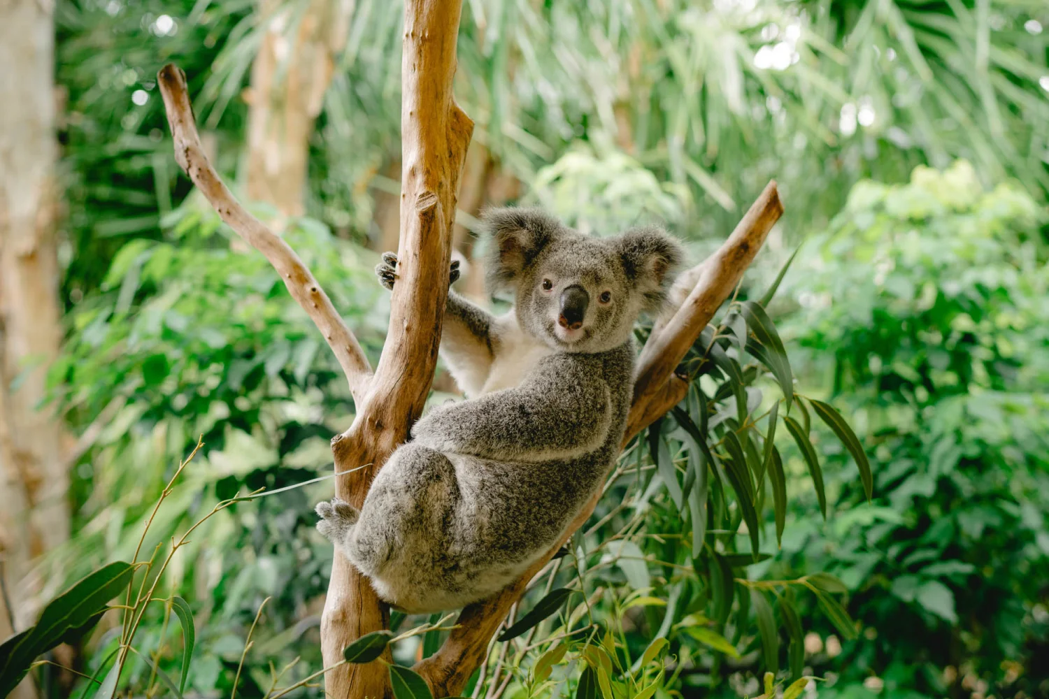 Hamilton Island - Great Barrier Reef - Koala at Wildlife Park - TEQ