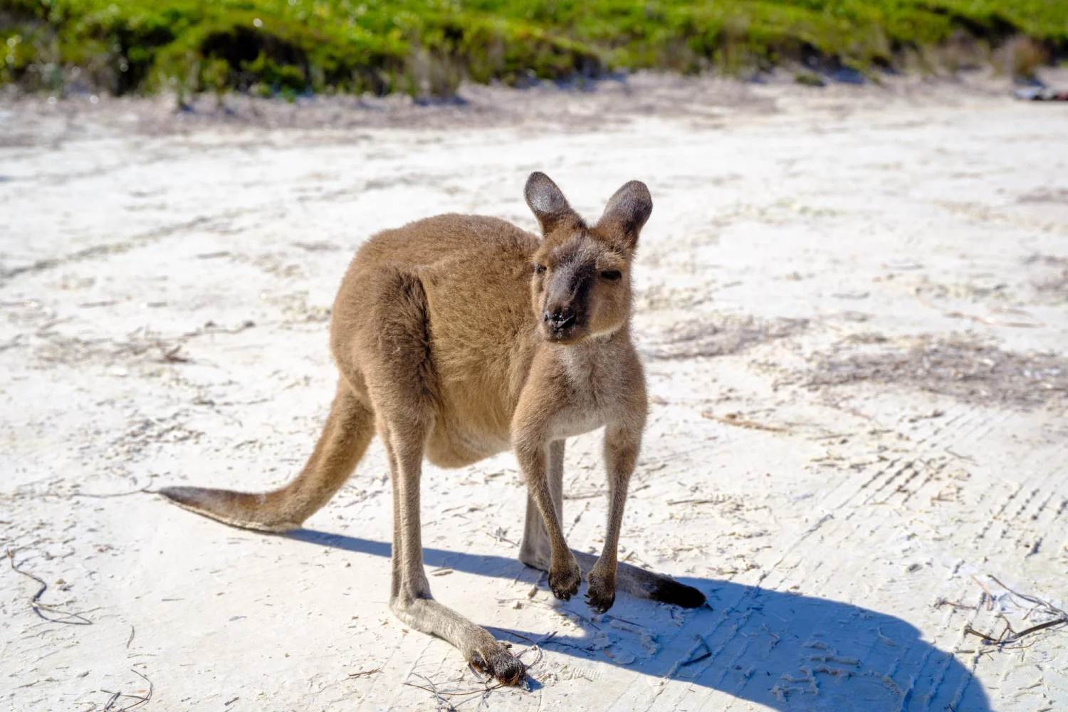 Kangaroo Lucky Bay Cape Le Grand NP