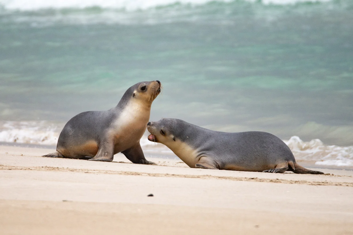 Kangaroo Island - Sealbay_2 - Sealions - EKI