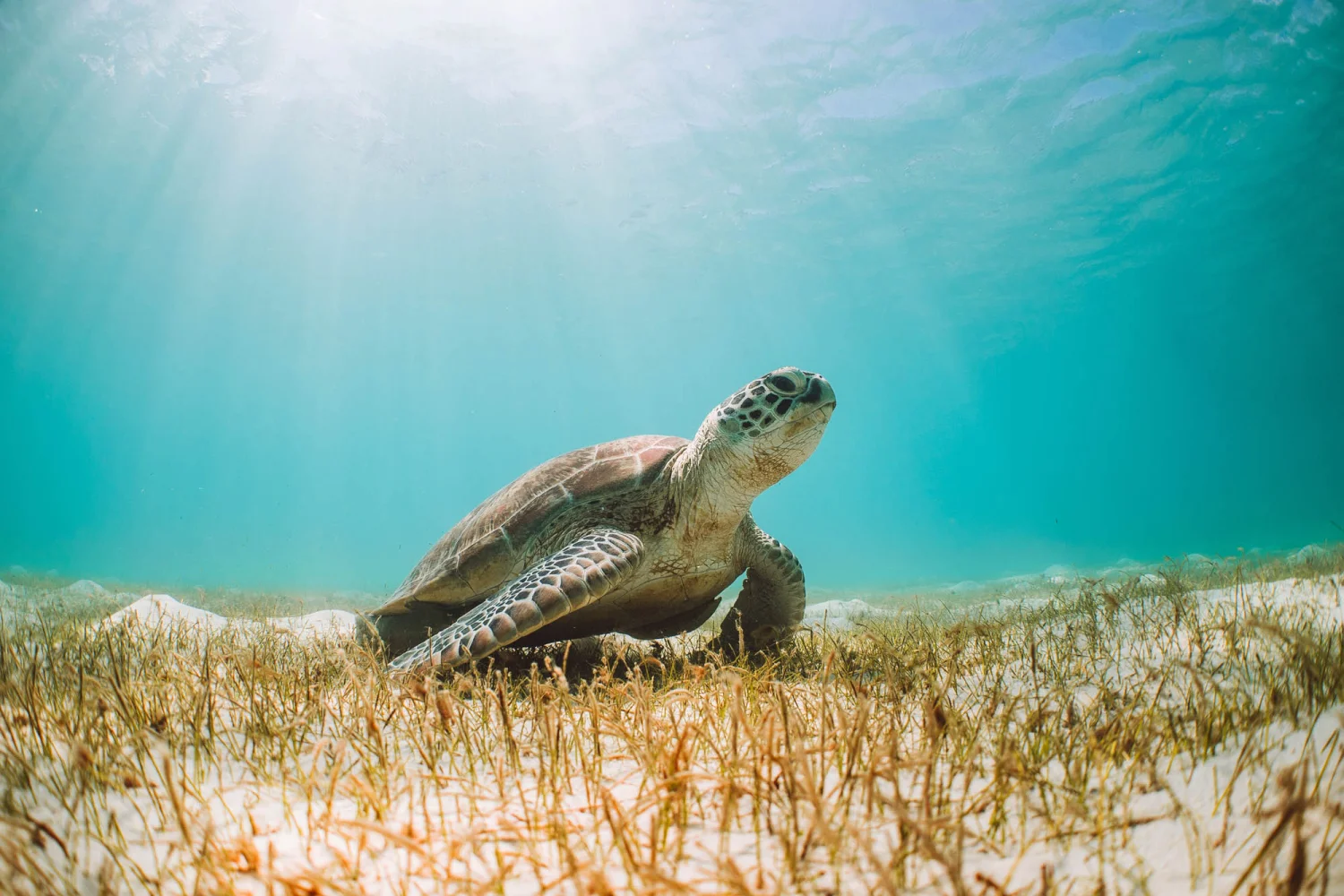 Lady Elliot Island - Great Barrier Reef - Swimming with turtles - TEQ