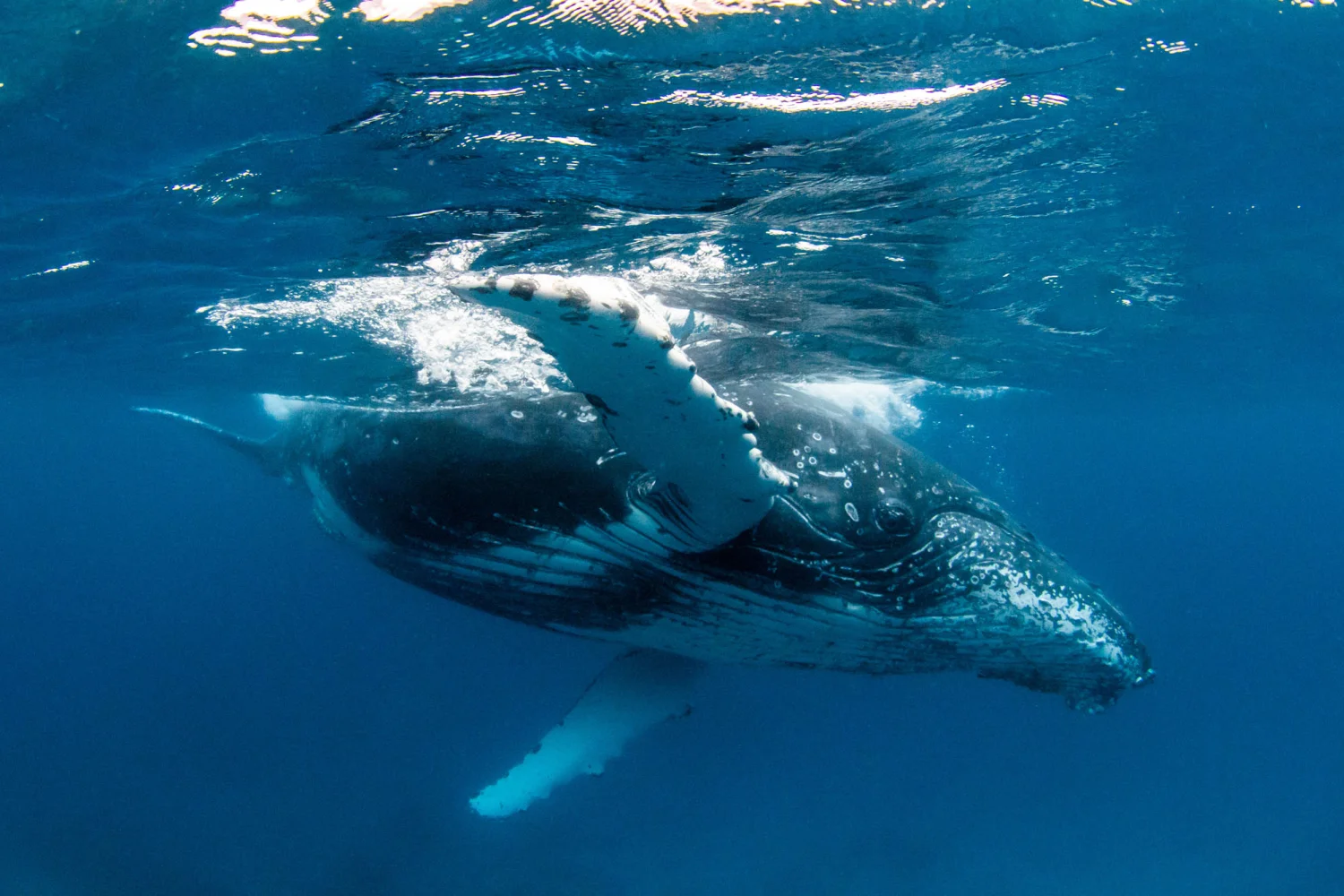 Lady Elliot Island - Great Barrier Reef - Humpback Whale