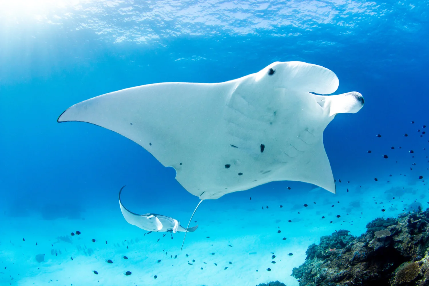 Lady Elliot Island - Great Barrier Reef - Mantarays