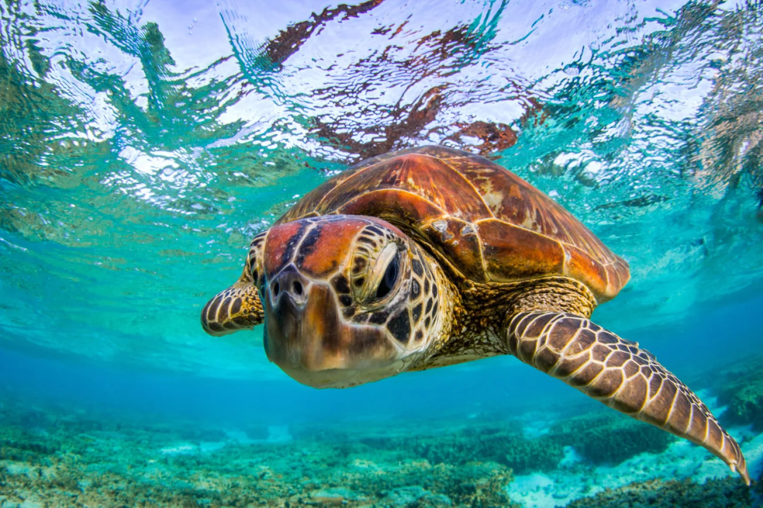 Lady Elliot Island - Great Barrier Reef - Turtle