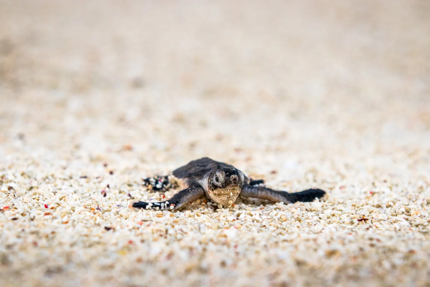 Lady Elliot Island - Great Barrier Reef - Turtle Hatchling