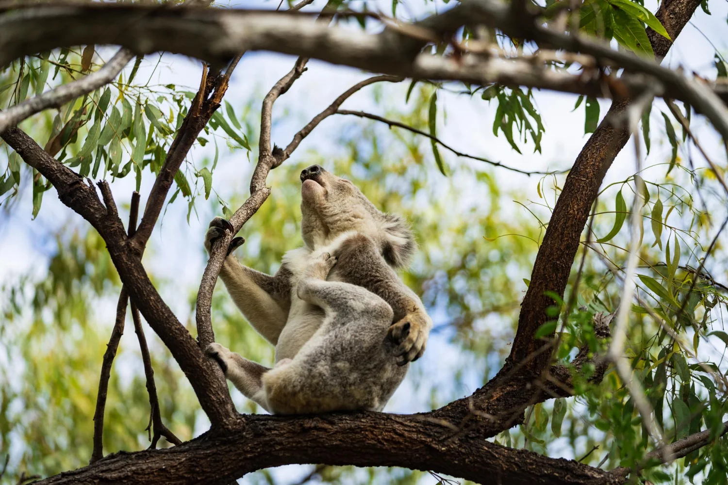 Magnetic Island - Great Barrier Reef - Koala - TEQ