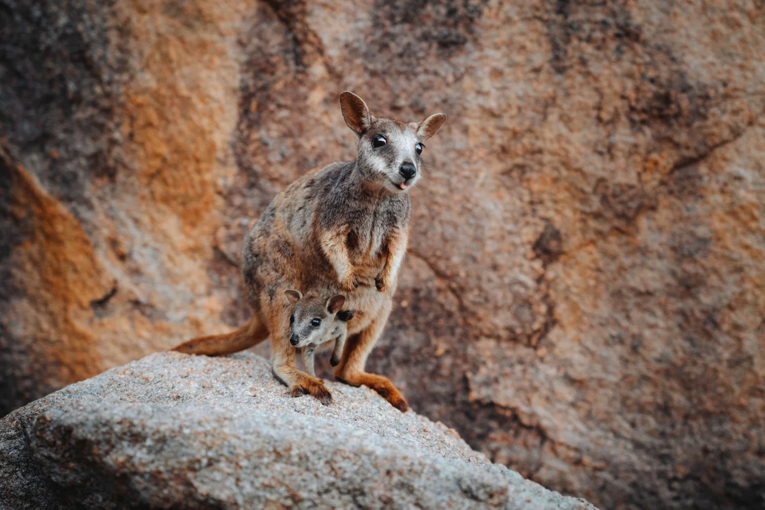 Magnetic Island - Great Barrier Reef - Rock Wallaby - TEQ