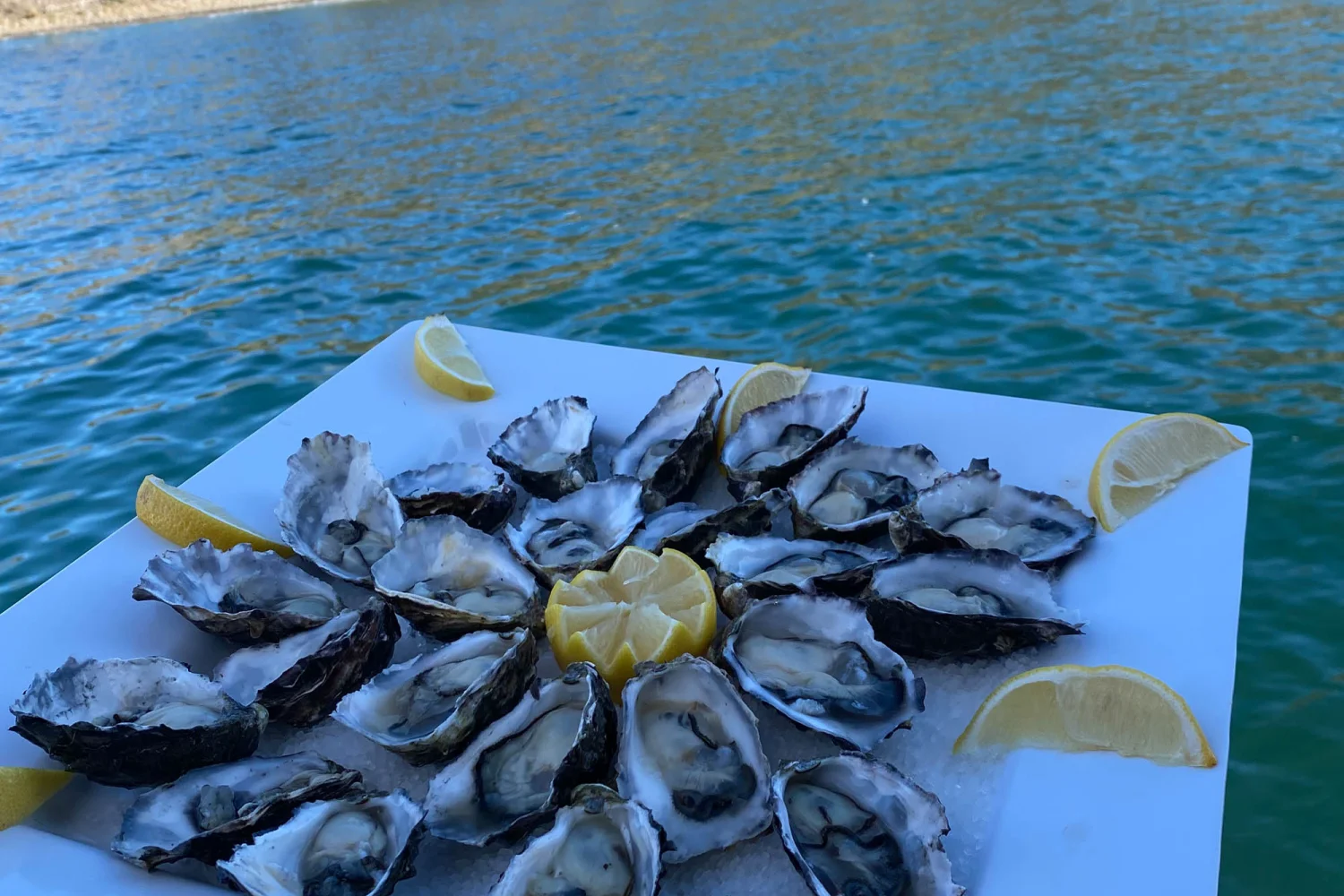 oysters