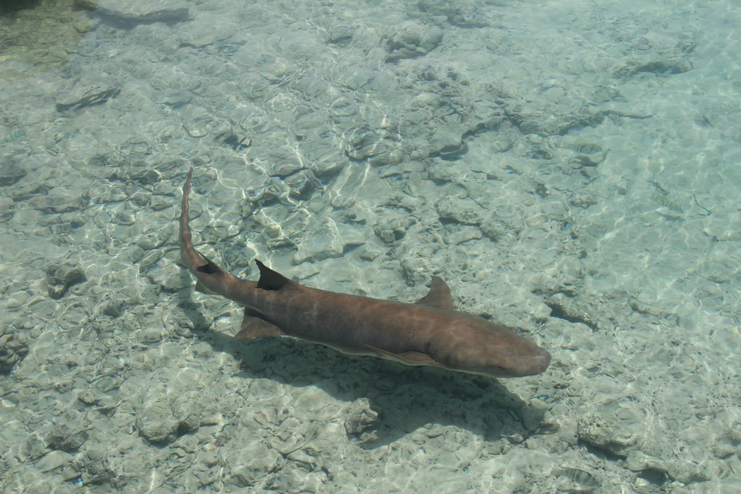 Cook Islands - Tongareva - Northern Atolls - 4