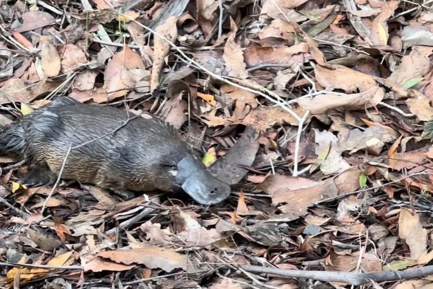 Platypus Huon Valley