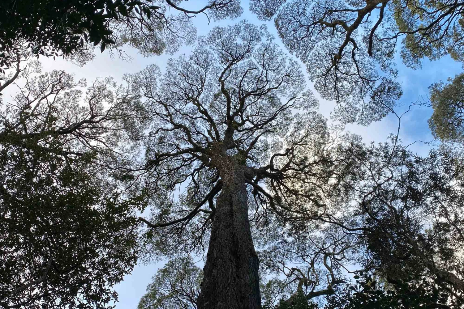 Rainforest Strahan walk to Hogarth Falls