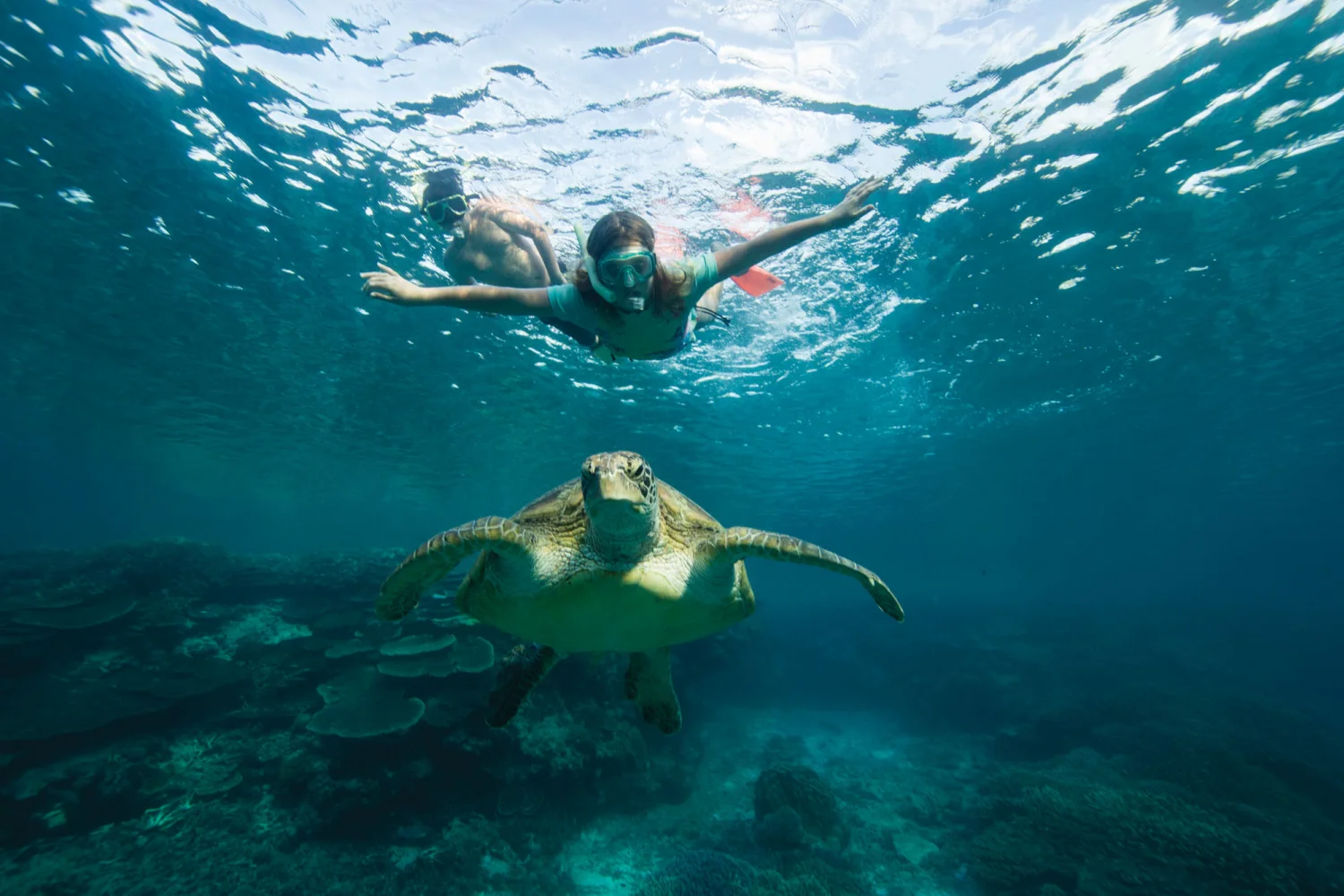 Heron Island - Southern Great Barrier Reef - Turtles