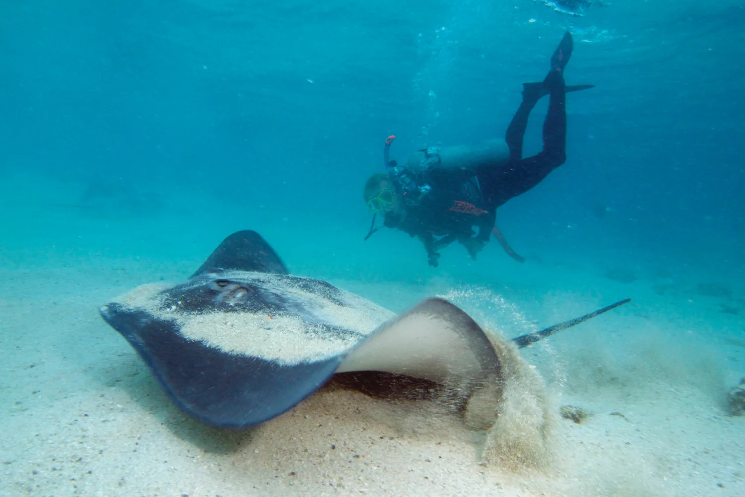 Lady Elliot Island - Southern Great Barrier Reef - Mantarays