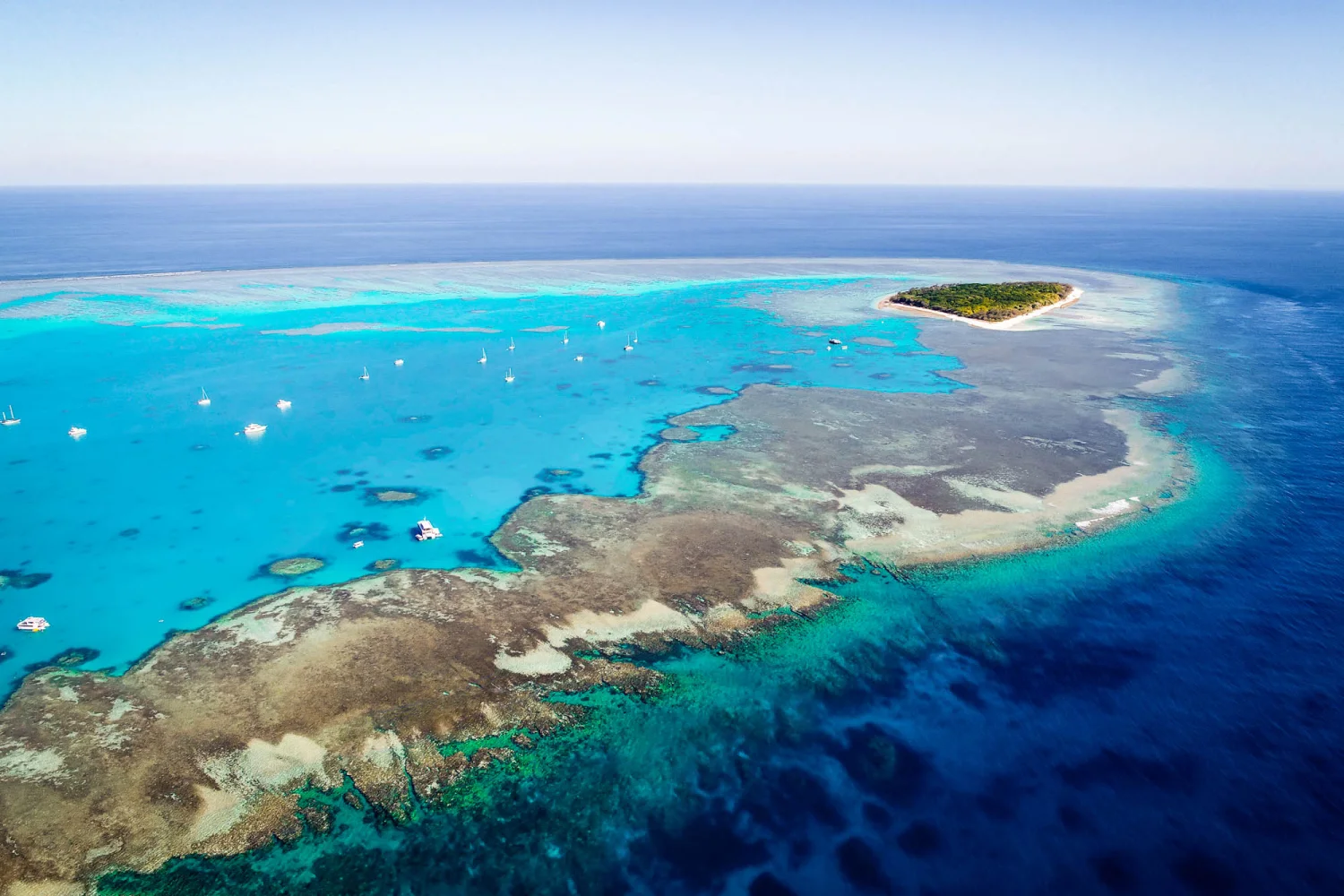 Lady Musgrave - Southern Great Barrier Reef - Daytour