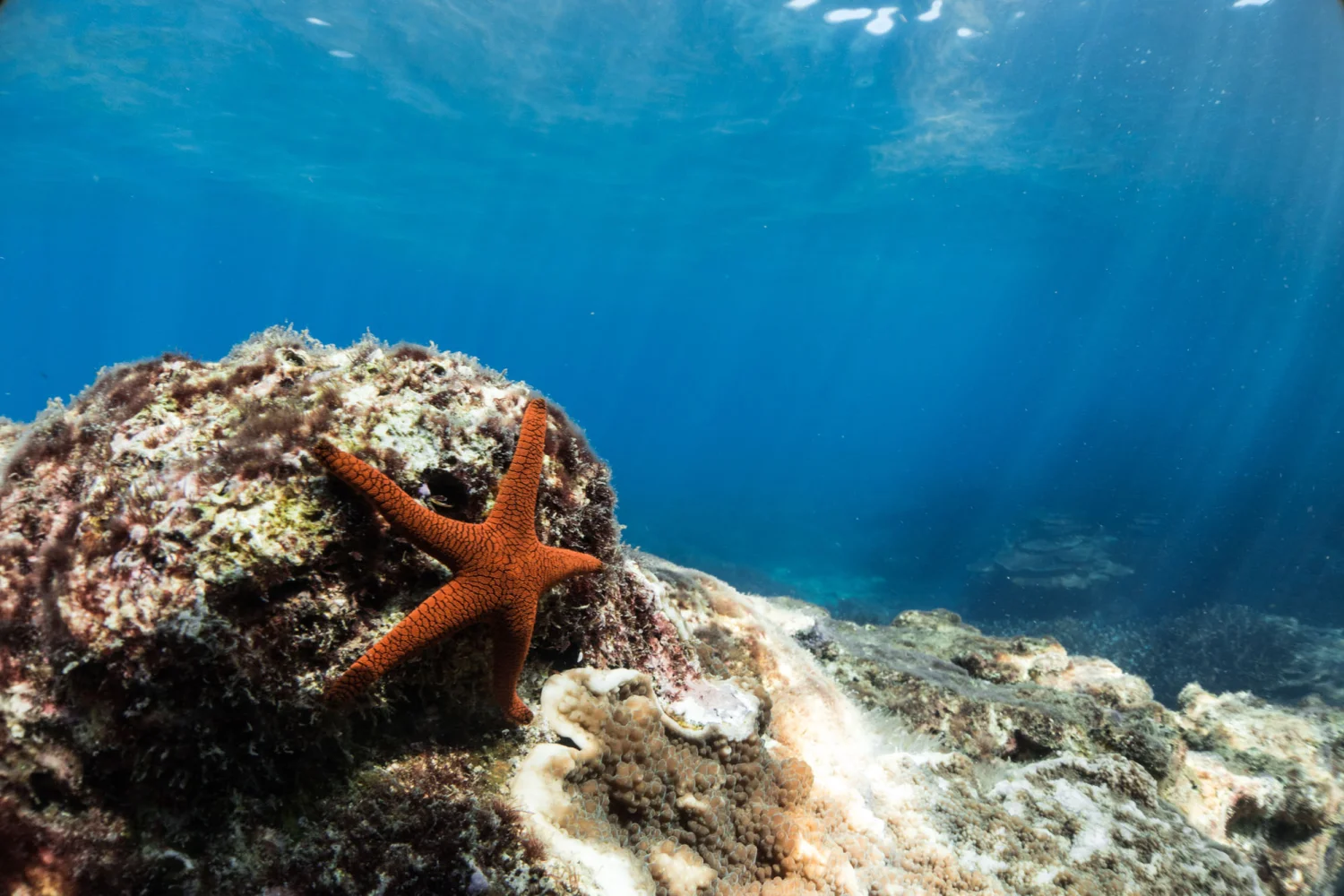 Southern Great Barrier Reef - underwater - world