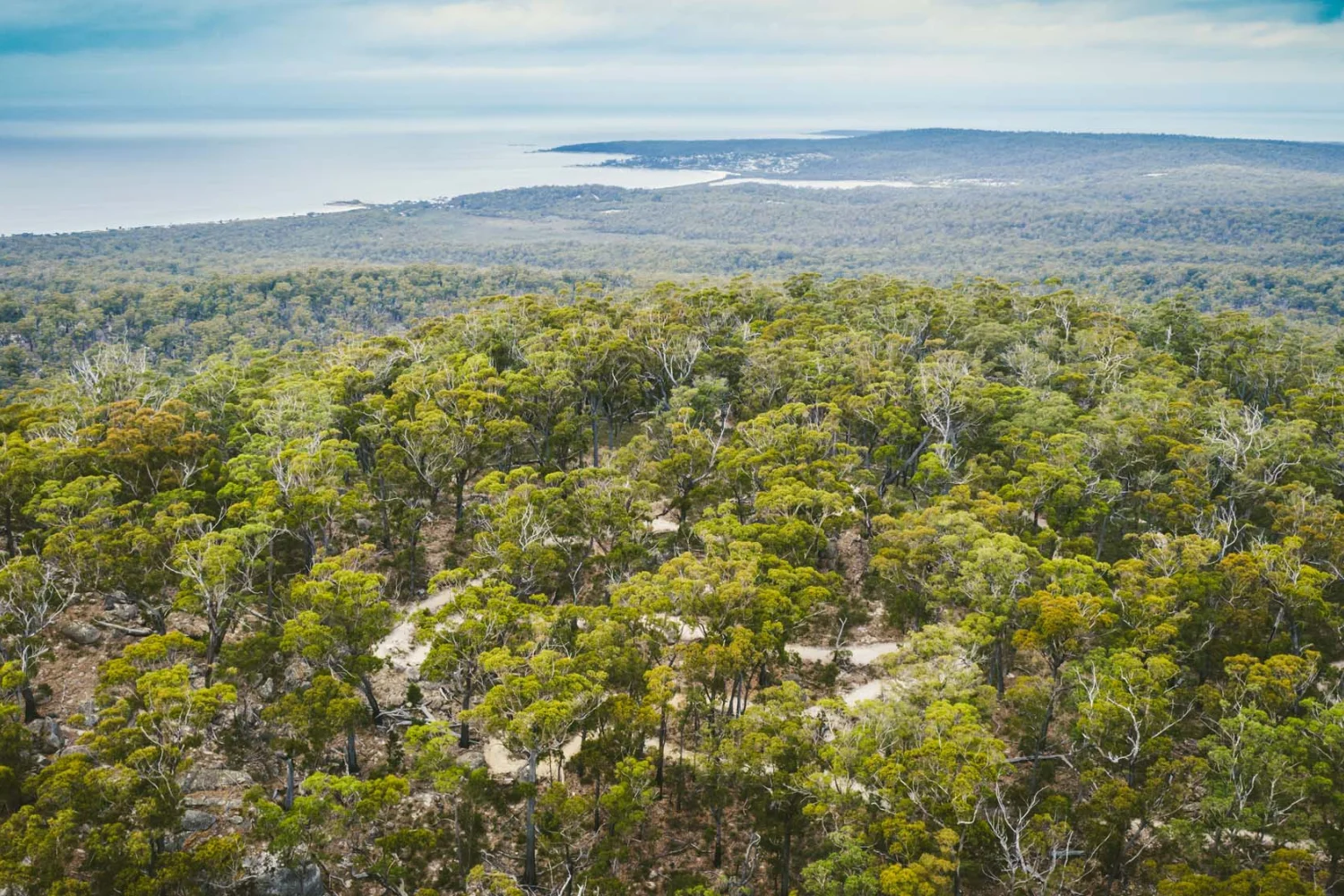 St Helens Mountain Bike Trails - East Coast - Tasmania