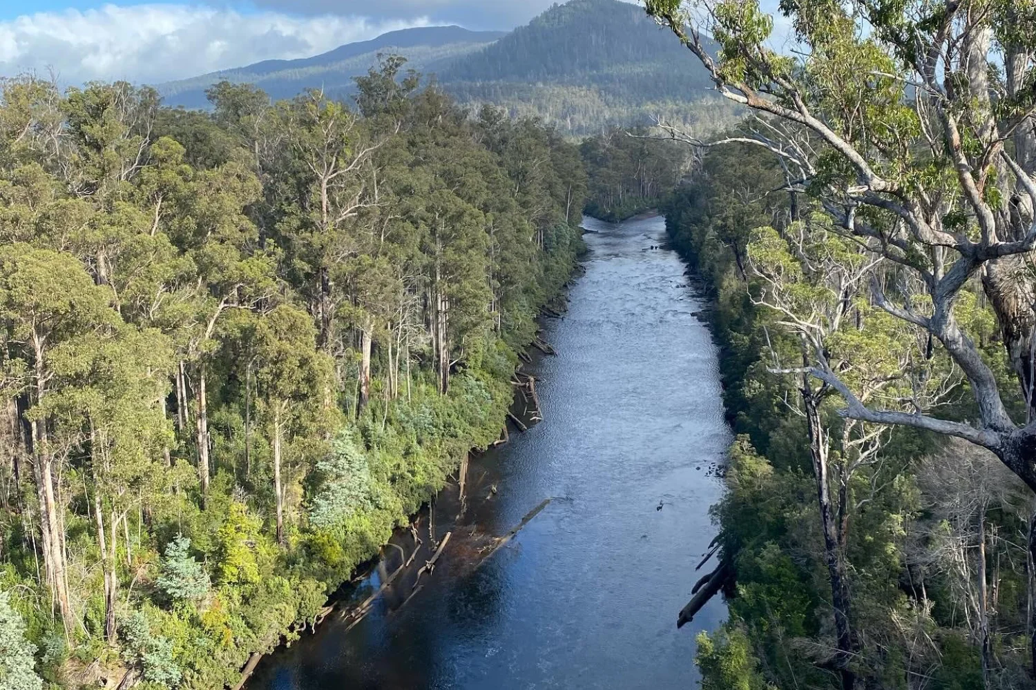 Tahune Airwalk Huon Valley