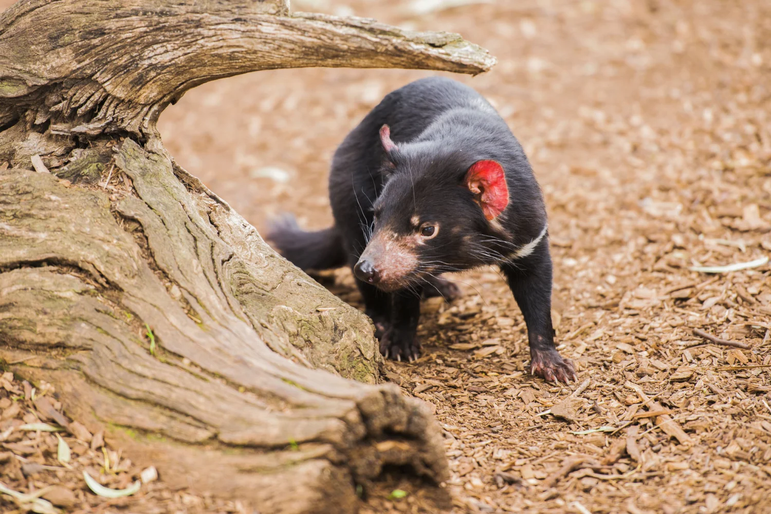 Tasmanian Devil Cradle Mountain