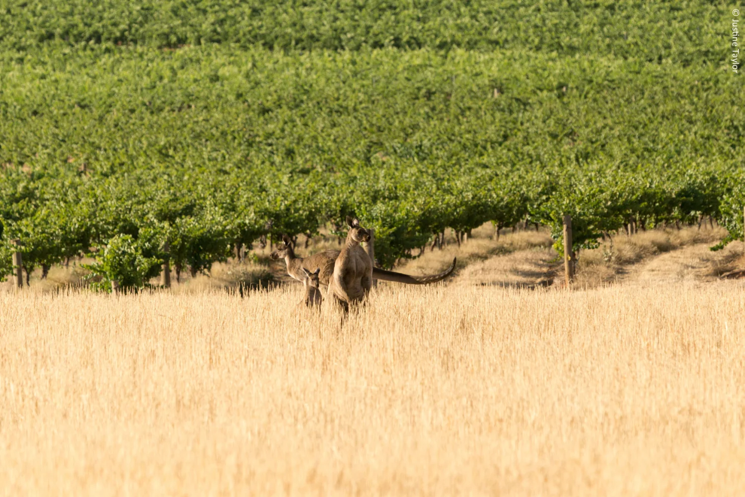 Clare Valley - Taylors Wines Vineyard - South Australia