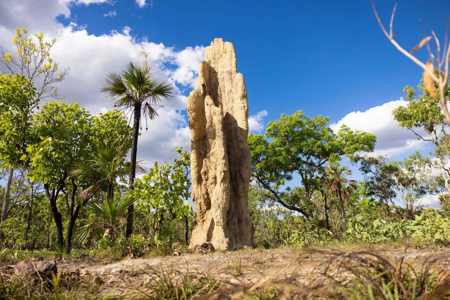 Termite Mounds in Litchfield