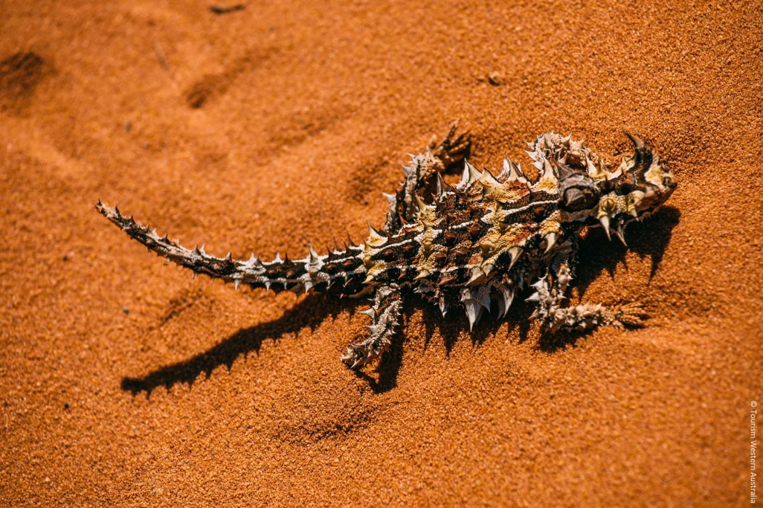 Thorny Devil - Francois Person Nationalpark - Shark Bay Area