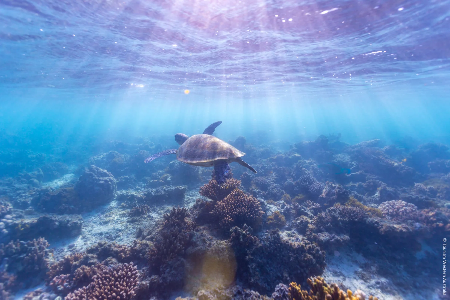 Turquoise Bay - Underwater - Cape Range NP