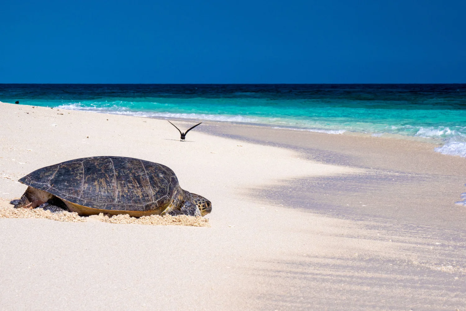 Wilson Island - Great Barrier Reef - Turtles - TEQ