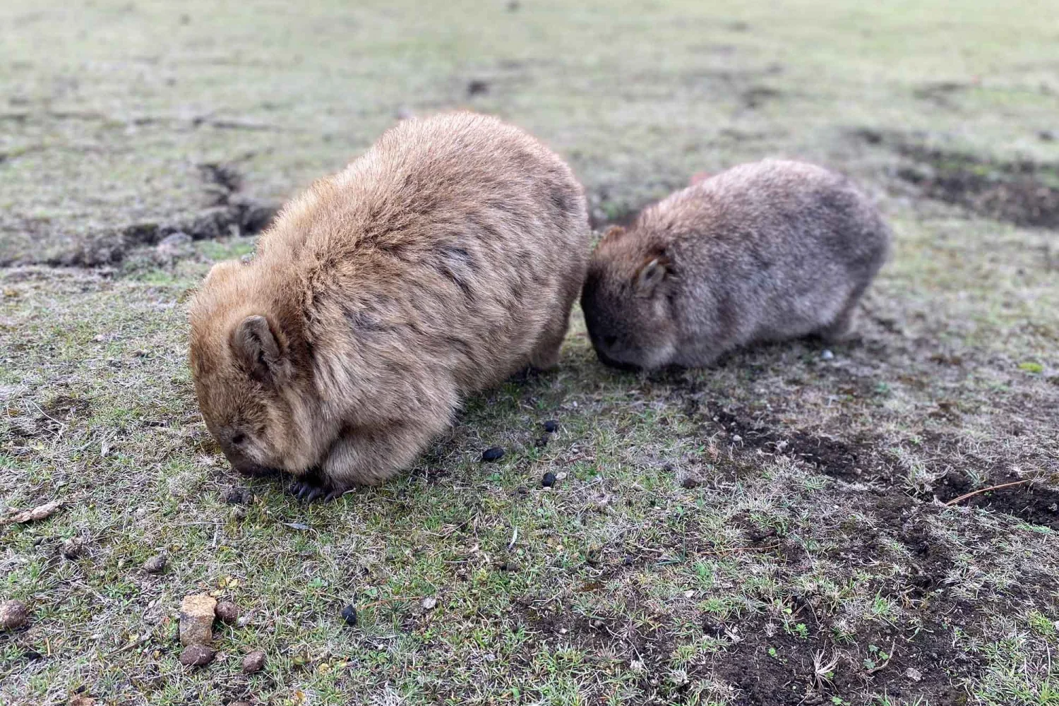 wombats on maria island