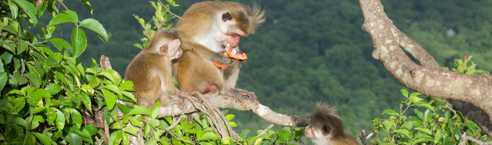 affen_sigiriya_felsen_1_header.jpg