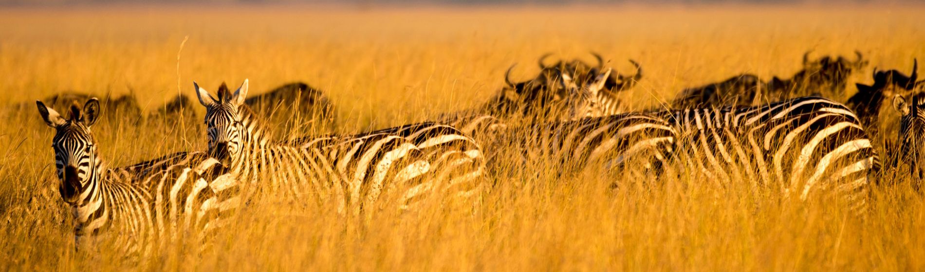 afrika_zebras_and_gnus_in_grass_2_aaron_clare.jpg