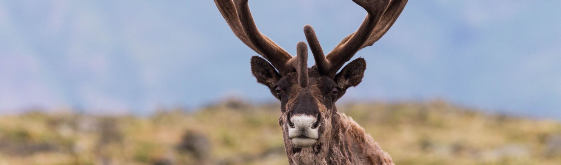 bull_caribbean_auf_alpiner_tundra_im_yukon_kanada.jpg