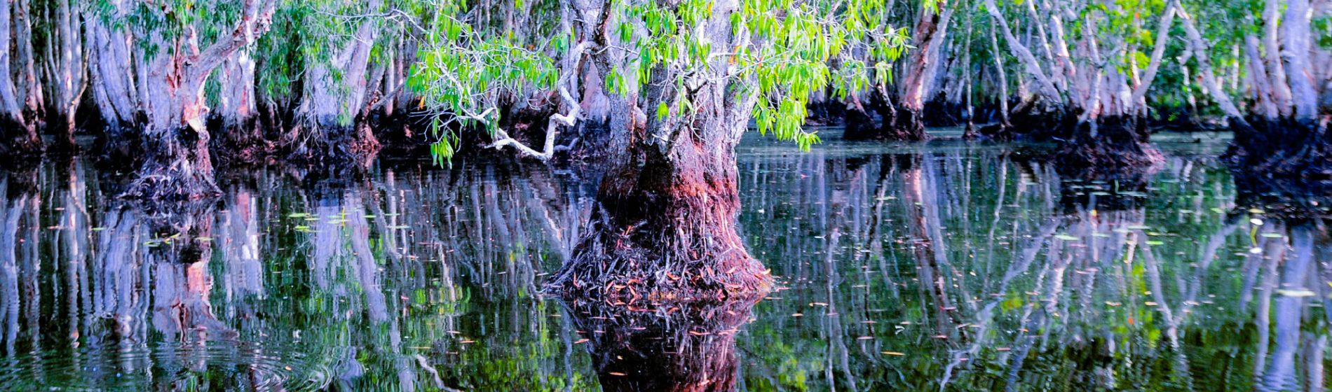 nt_bamurru_plains_wetlands_clare_walker.jpg