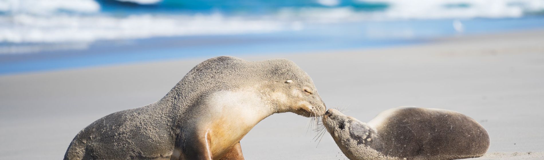 sa_kangaroo_island_seal_bay_conservation_park_ben_goode.jpg