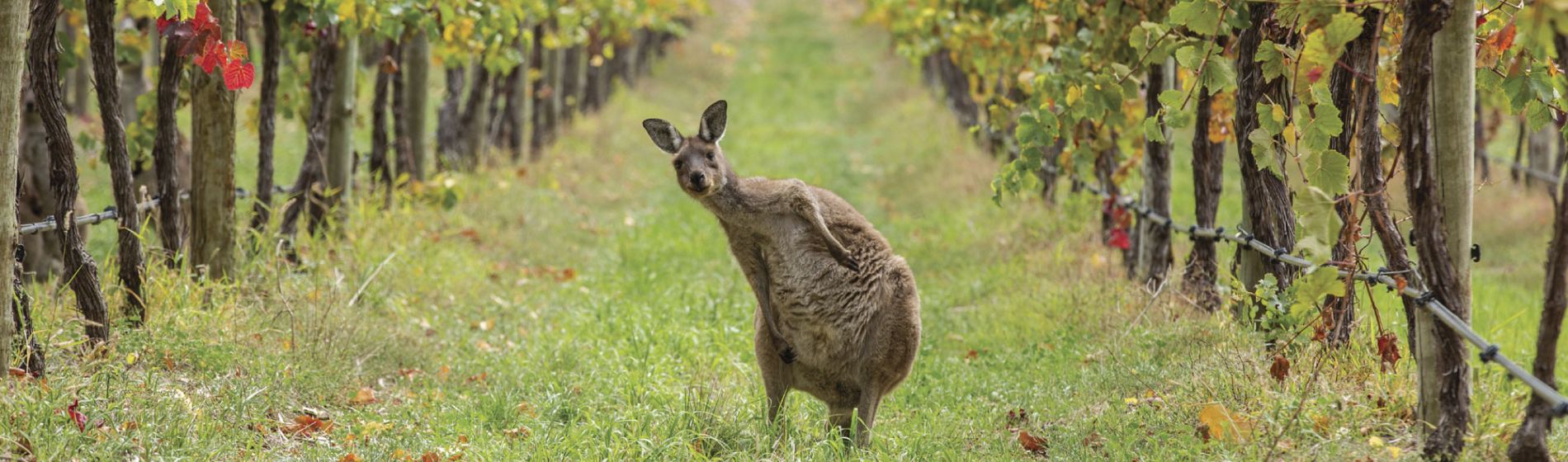 sa_roo_and_vineyard_2000x650_tourism_australia.jpg