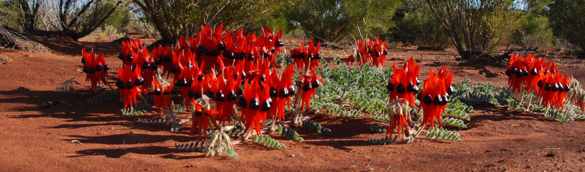 sa_sturts_desert_peas_geoff_scholz.jpg