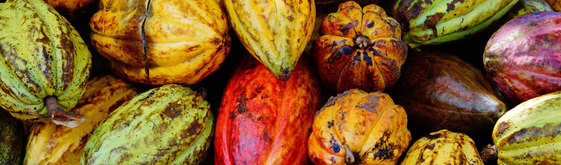 stack_macro_of_cocoa_pods_from_samana_dominikanische_republik.jpg