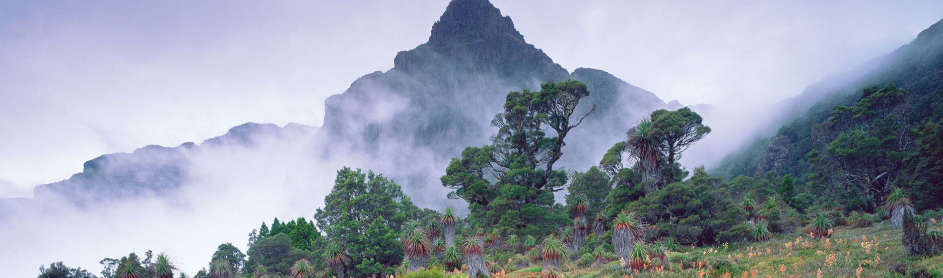 tas_cradle_mountain_vegetation_toursim_tas.jpg