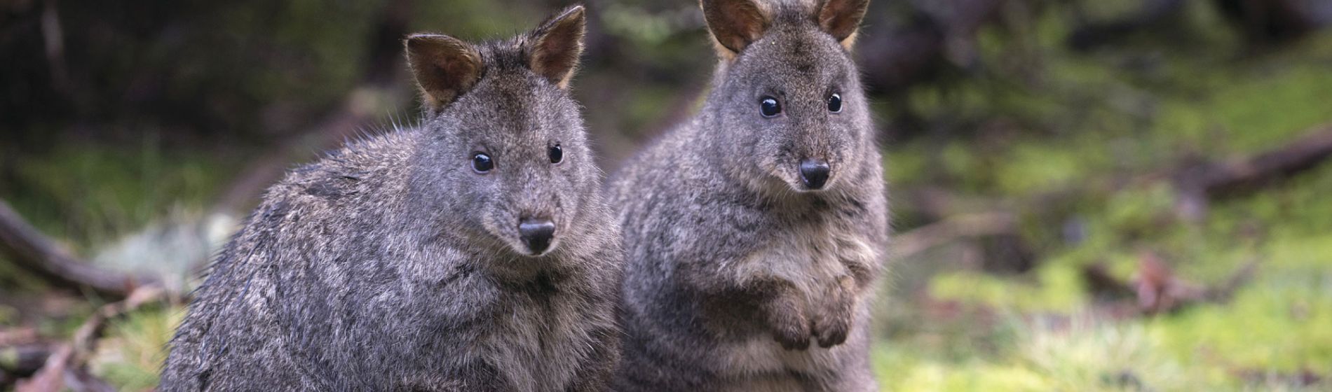 tas_pademelons_tourismtasmania_and_rob_burnett.jpg