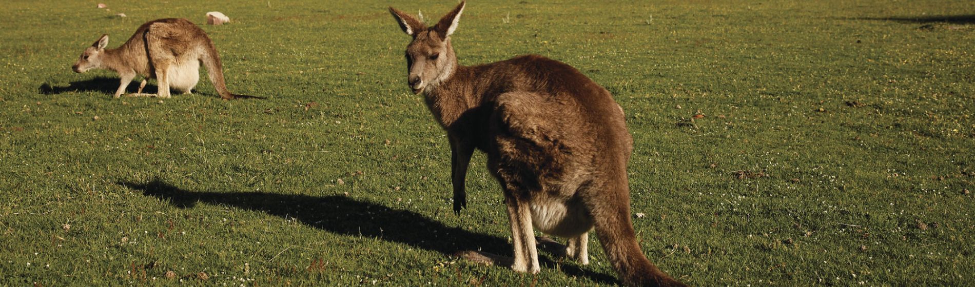 vic_kangaroos_halls_gap.jpg