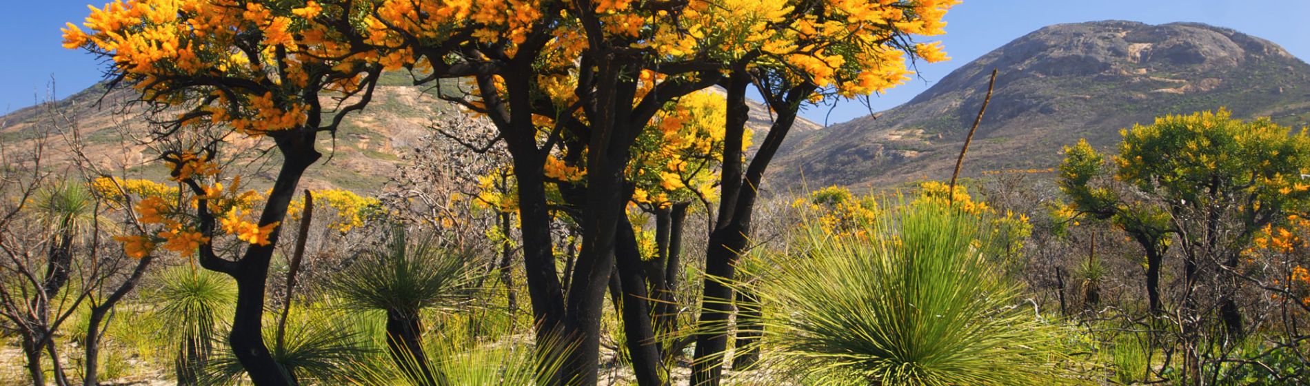 wa_tree_in_outback.jpg